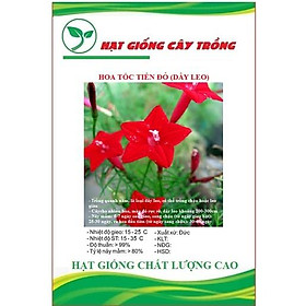 Hạt Giống Hoa Tóc Tiên Đỏ (Dây Leo) CT489 - Gói 10 hạt