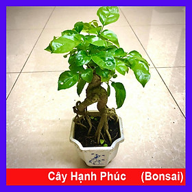 Cây hạnh phúc bonsai cao 25-30cm