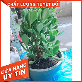 Chậu cây ngọc bích Nhiều Người Mua