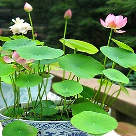 Mua Hạt giống hoa sen Nhật mini nhiều màu - túi 5 hạt - nảy mầm tốt