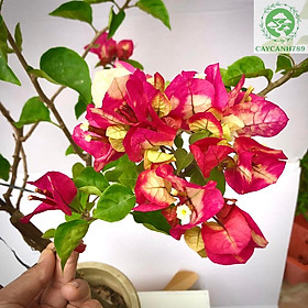 Mua Cây hoa giấy đổi màu Ấn Độ cao 1m2 đang hoa (Ảnh thật)