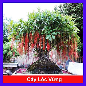 Mua Cây Lộc Vừng - cây cảnh vườn + tặng phân bón cho cây