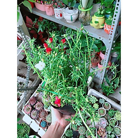 Mua Hoa 10 Giờ Đẹp