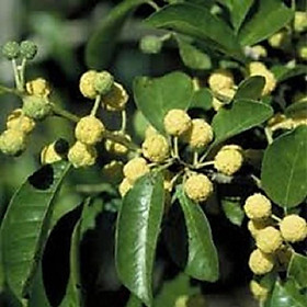 COMBO 5 CÂY NHỘI GIỐNG - cb5cgngcct