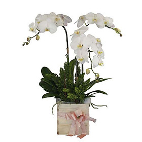 Hộp Hoa Tươi - Bạch Lan Hương 3264