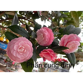 Cây trà my hồng ( Trà my phấn cung đinh) cây cực đẹp, giống tốt, cam kết cây giống
