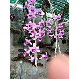 Phi điệp Lá Mít Tam Nguyên, Mít tam nguyên chia sẻ giống cho nhà vườn sưu tầm