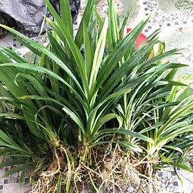 Mua Cây lá nếp thơm rễ trần làm màu thực phẩm thơm đẹp