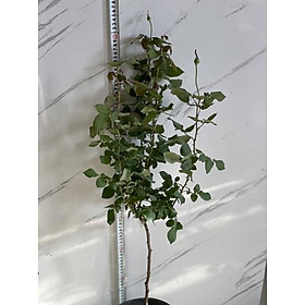 Mua hoa hồng thân gỗ dáng tree tropical hoa to đẹp
