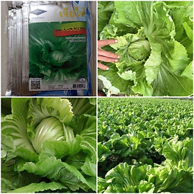 Mua 10gr - Hạt giống Cải mỡ cuộn Thái Lan (cải bẹ)