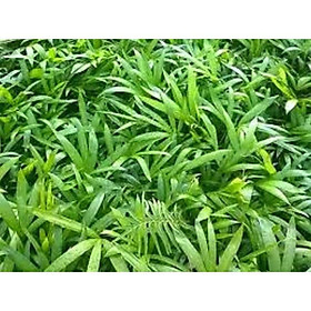 Mua cây giống MÂY RỪNG  thu dây  bán quả siêu kinh tế