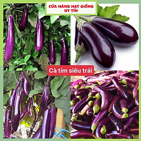 Mua Hạt giống cà tím siêu trái dễ trồng kháng bệnh tốt gói 500 hạt nhà cửa và đời sống cửa hàng hạt giống uy tín
