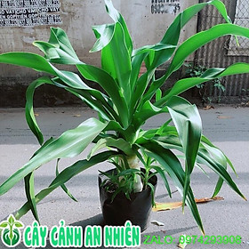 Cây Đại Tướng Quân Cao 1m