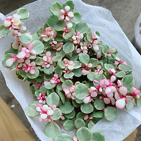 Mua Đô La Hồng