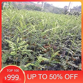 Mua (HÀNG MỚI VỀ) Cây Giống Bồ Kết Cao Trên 50cm