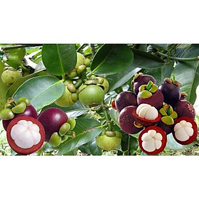 Mua Cây măng cụt thái (siêu sớm)