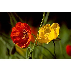 Hạt giống Hoa Popy, hoa poppy, hoa kim anh, hoa tuylip rừng tỷ lệ nảy mầm cao, túi zin