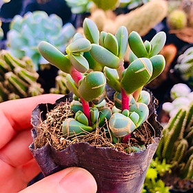 Mua SEN ĐÁ TIM - ĐÀ LẠT