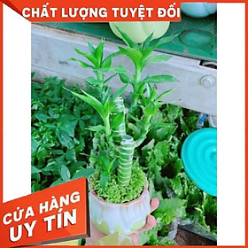 Mua Chậu phát tài giò gà hay chân gà