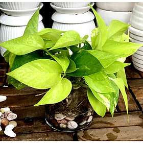 Chậu thuỷ tinh cây trầu thái bà vàng thuỷ canh