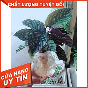 Chậu đuôi công thuỷ sinh Nhiều Người Mua