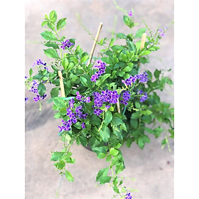 Mua Cây  chuỗi  Ngọc Thái hoa màu trím