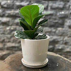 Chậu Cây Bàng Mini