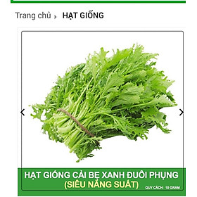 HẠT GIỐNG CẢI ĐUÔI PHỤNG