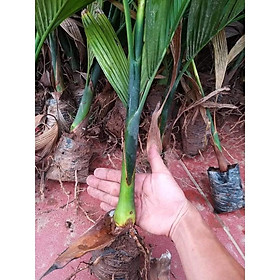 Mua Cau lùn tứ quý 80cm