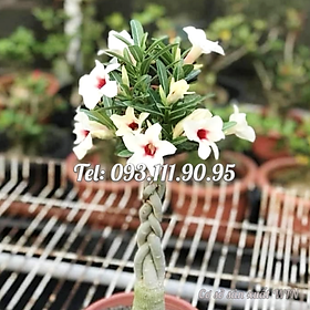 Hạt giống hoa sứ kép Thái Lan thân xoắn - Bịch 10 hạt – Mã số 1801