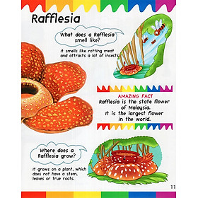 Sách My First Questions & Answers - Rainforest