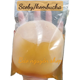 Mua Nấm scoby/kombucha kèm nước mồi- Con giống khỏe