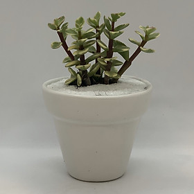 Chậu Sứ - 7x7x7 Cm - Mầu Trắng – Dáng Trôn Ốc - Chậu Gốm Bát Tràng Trồng Cây Mini Để Bàn, Tiểu Cảnh Terrarium, Sen Đá & Xương Rồng