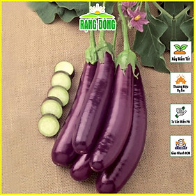 Mua Hạt giống Cà Tím (Cà Nâu) Quả Dài  Chịu Nhiệt Tốt  Trồng Quanh Năm (gói 0 5 gram) - Hạt Giống Rạng Đông