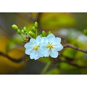 Cây giống hoa mai trắng (Bạch mai)