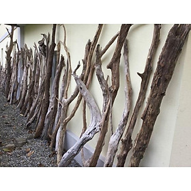 Mua Thanh Gỗ Tự Nhiên 70cm-1m5 (không kèm dây)