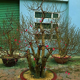 Cây hoa Đào Tết mẫu số 003