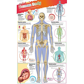 Ảnh bìa Sách dkfindout! Human body poster