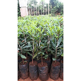 Mua CÂY GIỐNG MẮC CA QN1 (DÒNG MACCA QN1)