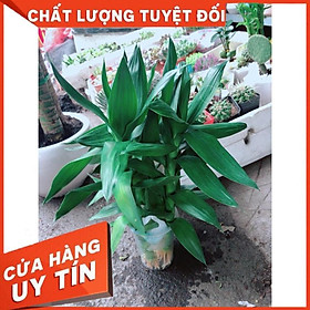 Cây Phát Tài Búp Sen Thủy Sinh