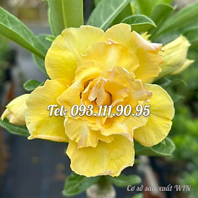 Mua Bịch 10 hạt giống hoa sứ thiên vương Tawain màu vàng cánh to – Mã số 1449