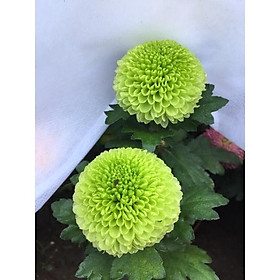 Mua Cúc pingpong nhiều màu