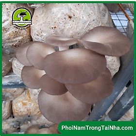 Mua Phôi nấm bào ngư trồng tại nhà (Giá tại xưởng  combo 6)