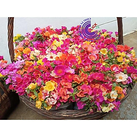 Mua 1 Ký Cành Giống Hoa Mười Giờ SAM ĐƠN Chuẩn SAM THÁI Nhập Khẩu Hoa To Rất Nhiều Màu GIA DỤNG THÔNG MINH PKM
