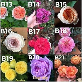 Mua combo 10 gốc hoa hồng ngoại