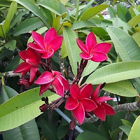 CÂY HOA ĐẠI ĐỎ SIÊU ĐẸP-BẦU CÂY GIỐNG