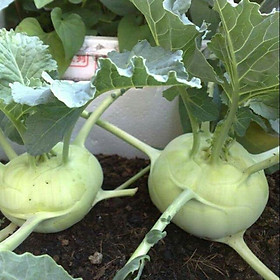 Mua Hạt giống Su hào trắng - Su hào xanh Italy VTS26