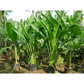 Mua CÂY CHUỐI CẢNH bầu lớn - CÂY PHONG THỦY - GỬI ĐI NGUYÊN BẦU