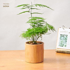 Mua Chậu cây thuỷ tùng | THE FISH DESIGN size S (cây cảnh phong thuỷ trong nhà   cây để bàn  quà tặng ..)