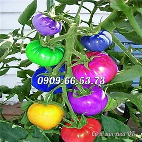 Hạt giống cây cà chua 7 màu sai trái – Bịch 10 hạt – Mã số 1316
